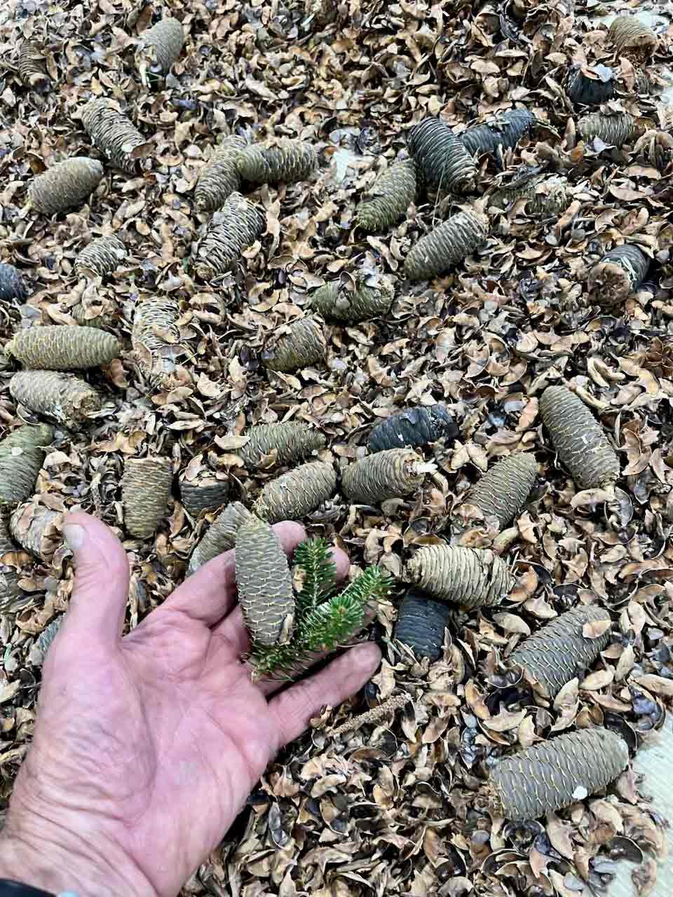Seed cones for Christmas trees
