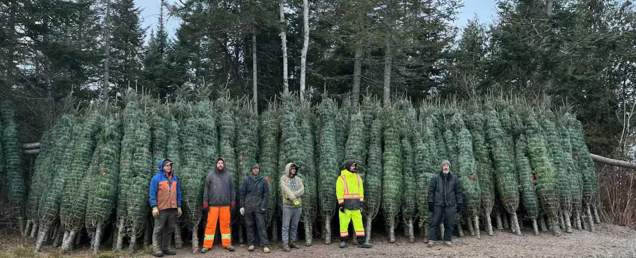 A row of 18-ft Christmas trees with men standing in front of them looking small