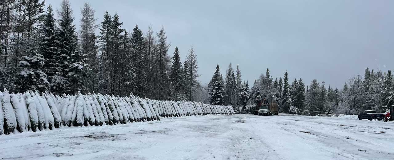 A long row of Christmas trees wrapped and ready to ship, a truck and snow over everything.