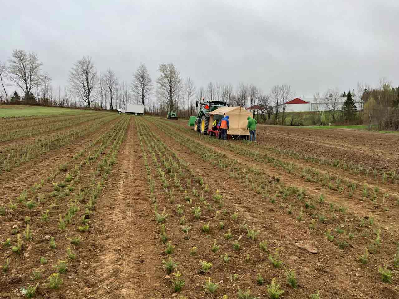 Rows of growing beds with transplanted baby Christmas trees