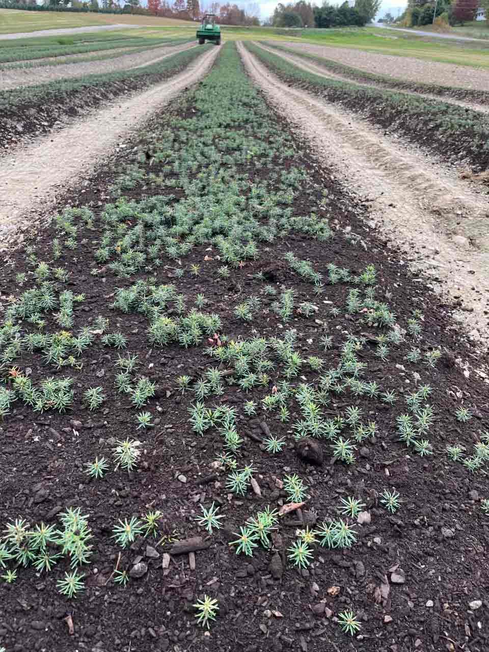 baby Christmas trees