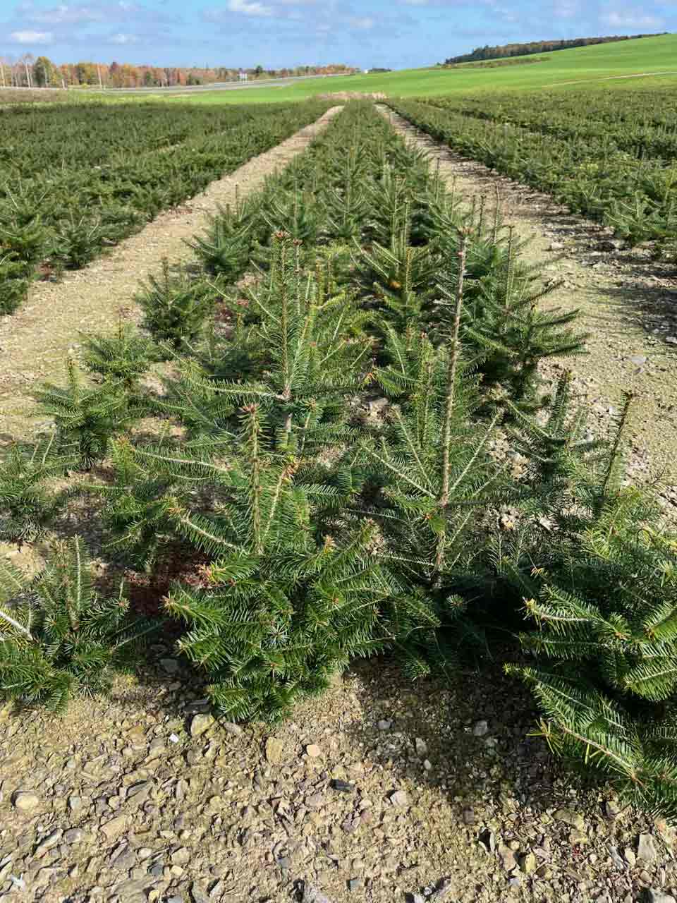 Small Christmas trees thriving in their transplant beds
