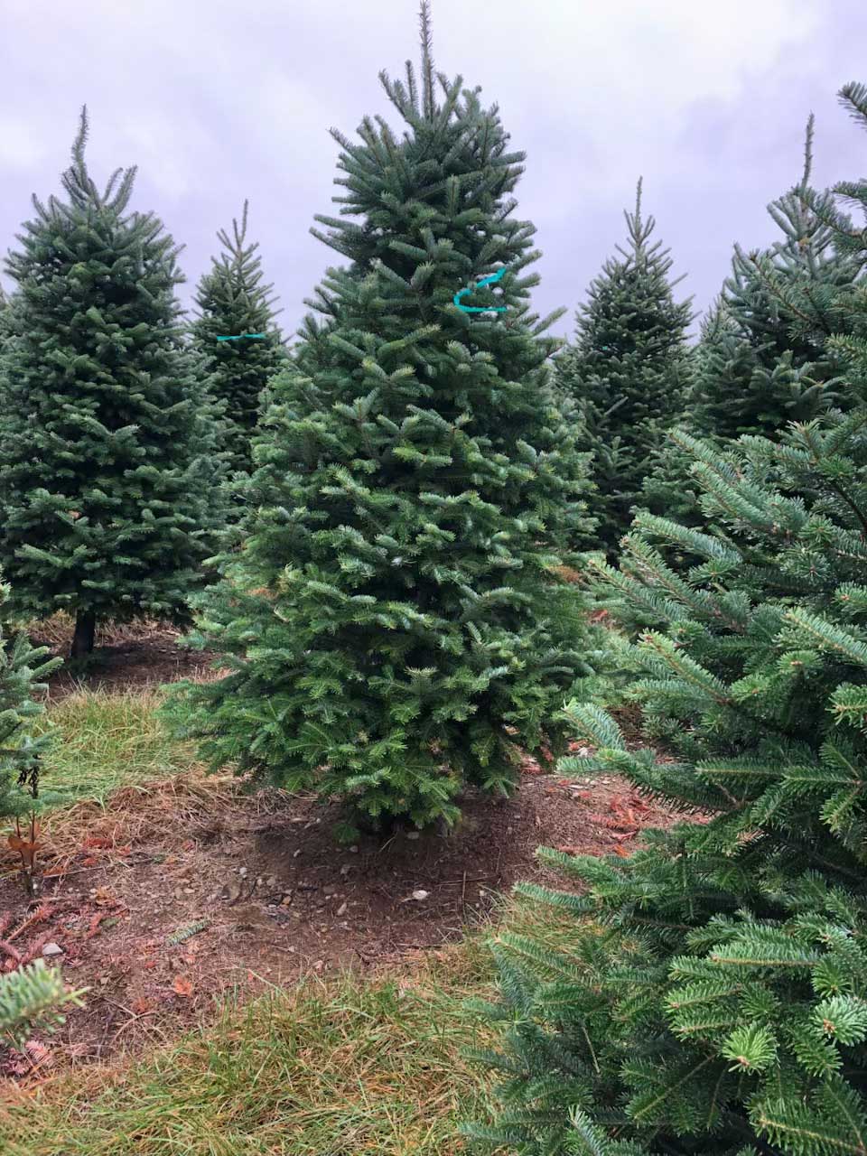 Christmas tree ready for harvest