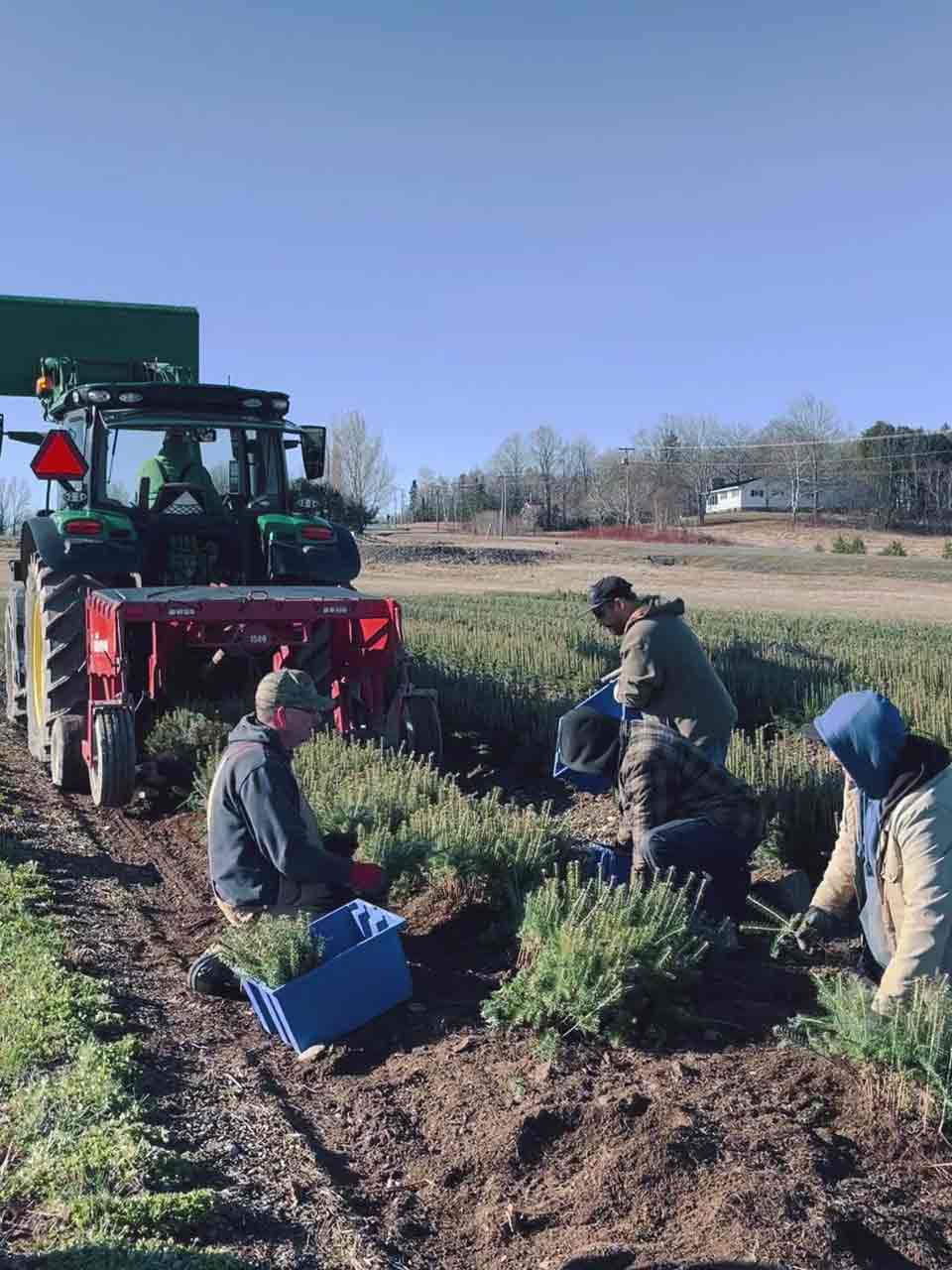Several people working behind a tractor to lift seedlings out of the seedbed