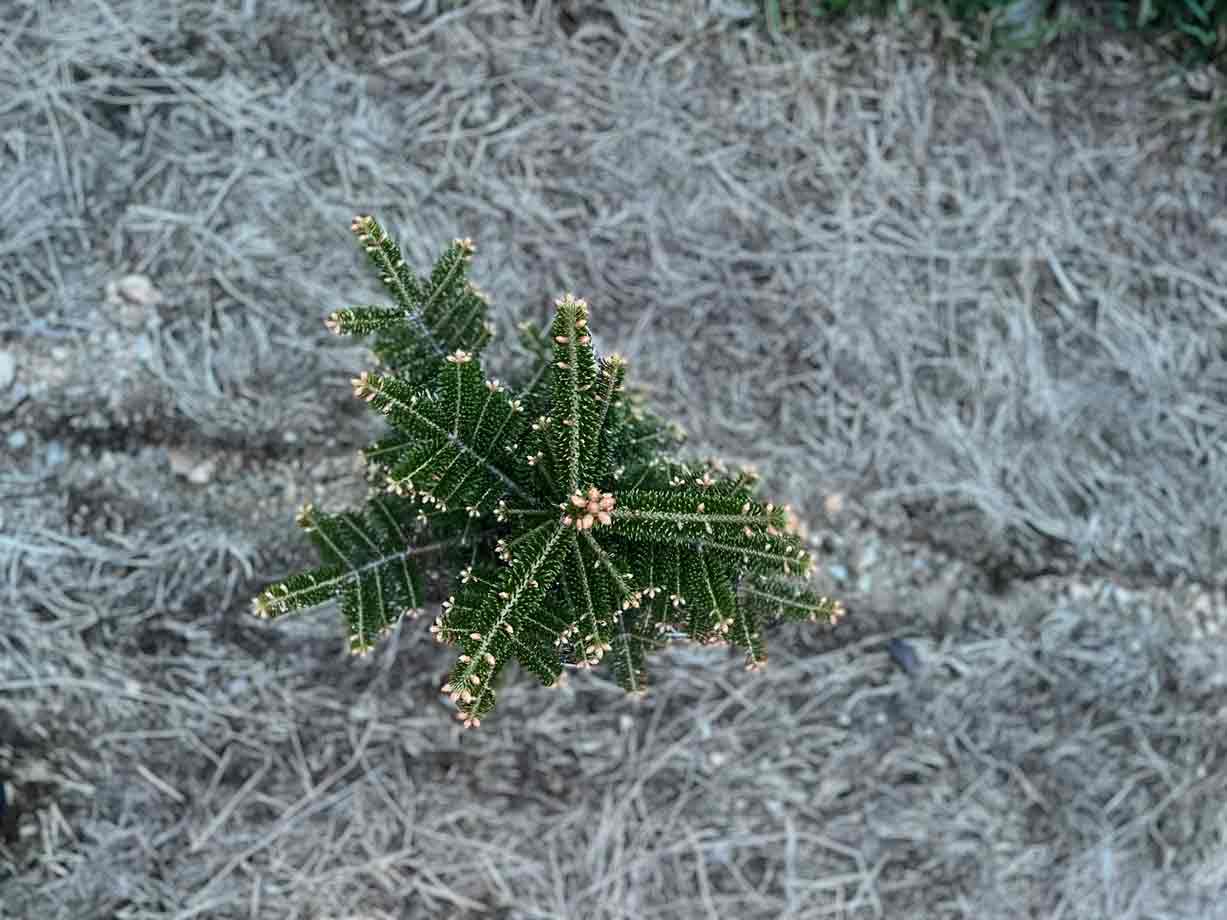 Christmas tree transplants showing roots
