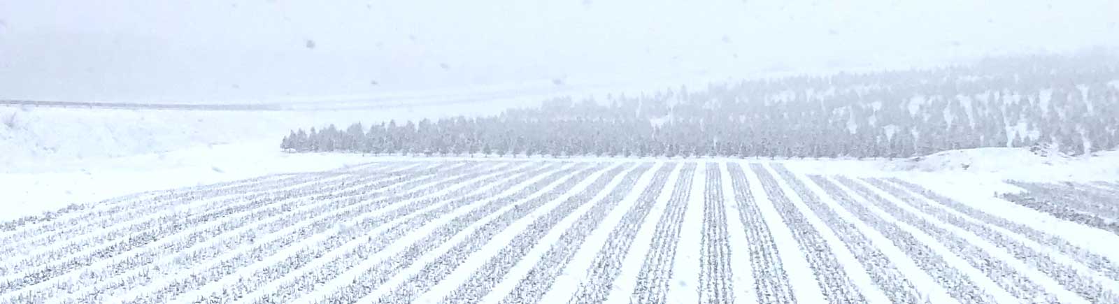 Rows of young Christmas tree transplants in a snowy scene