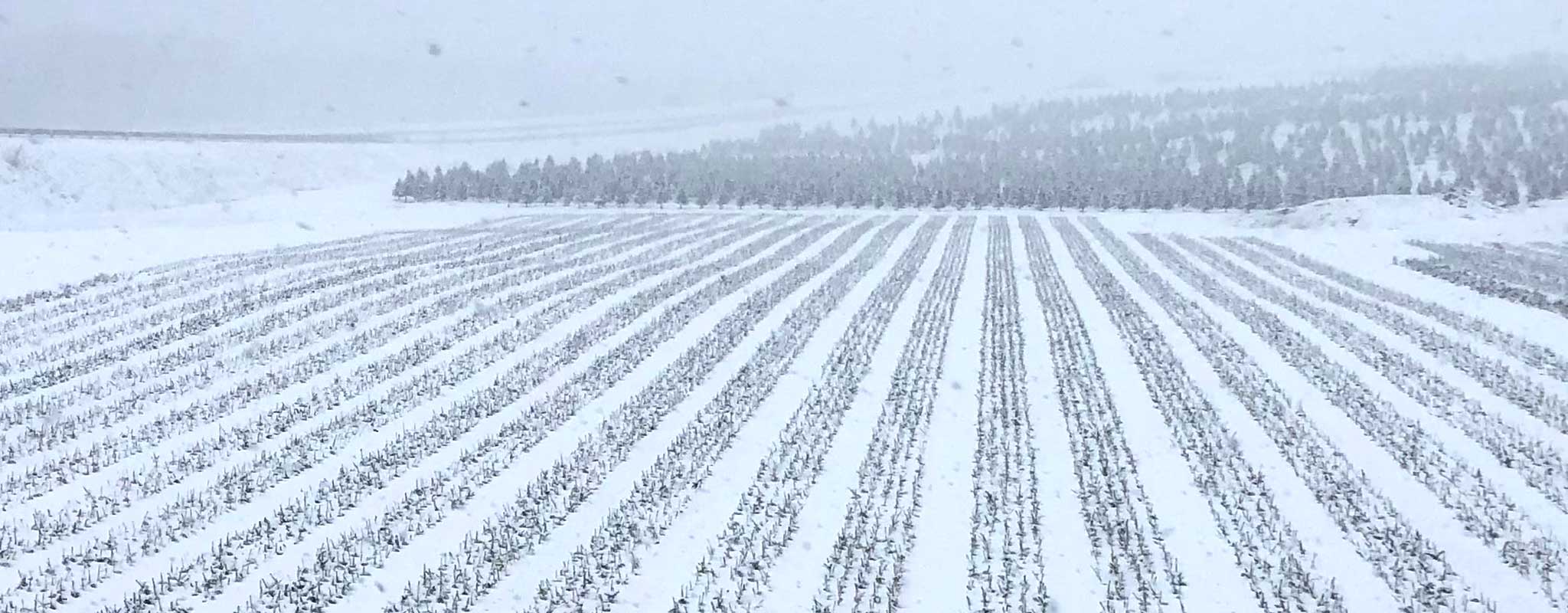 Christmas tree transplants in winter