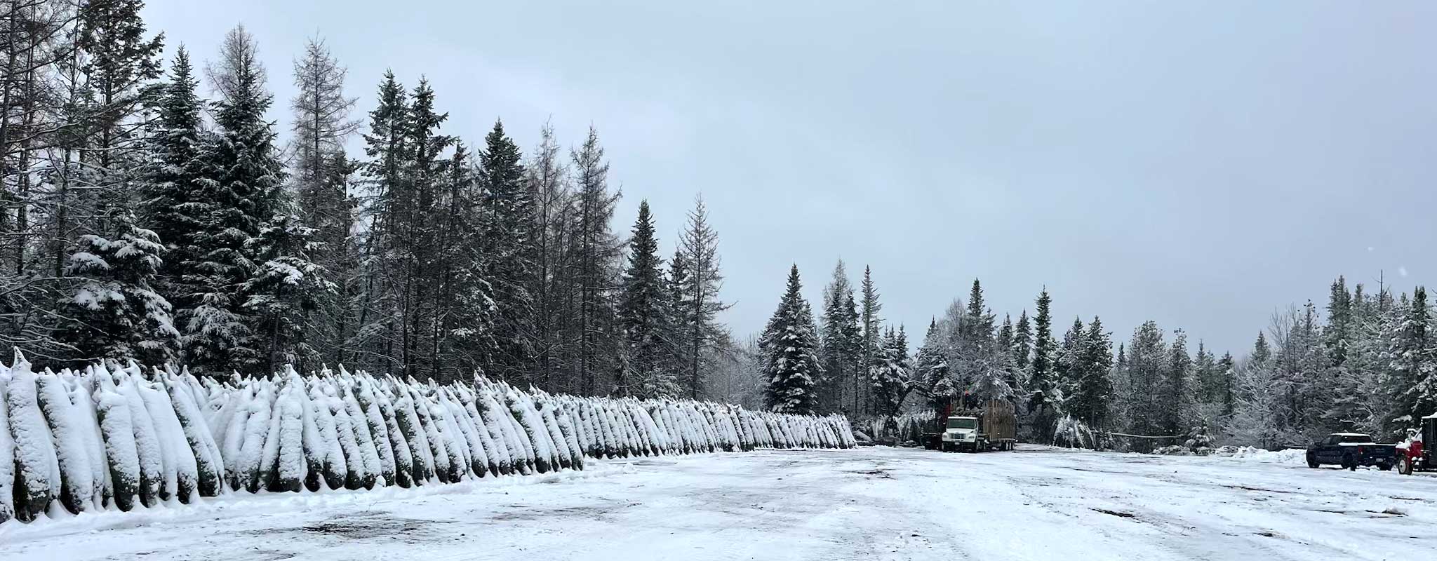 Christmas trees ready to ship, with snow
